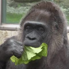 Ältester Gorilla der Welt wird 69
