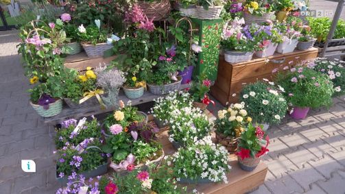infos & tipps infos & tipps Folge 522: Infos & Tipps: Blumen am Muttertag