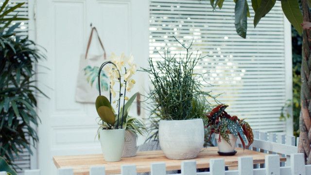 GartenKULT: Der Indoorgarten