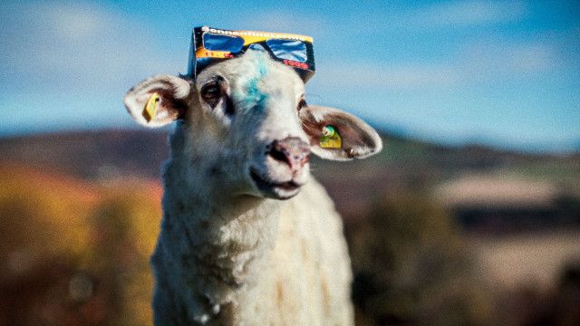 Sheep (5/5): Schafe