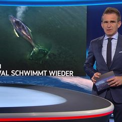 Wal TImmy schwimmt wieder