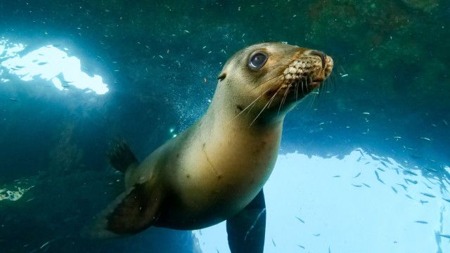 Universum: Ein Jahr auf unserer Erde - Sommer
