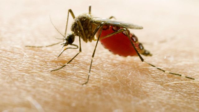 Dok 1: Moskitos - Die gefährlichsten Tiere der Welt
