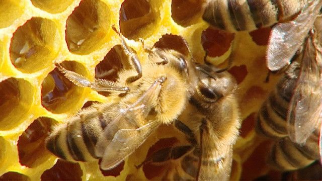 Das süße Gold - Von Bienen und Honig