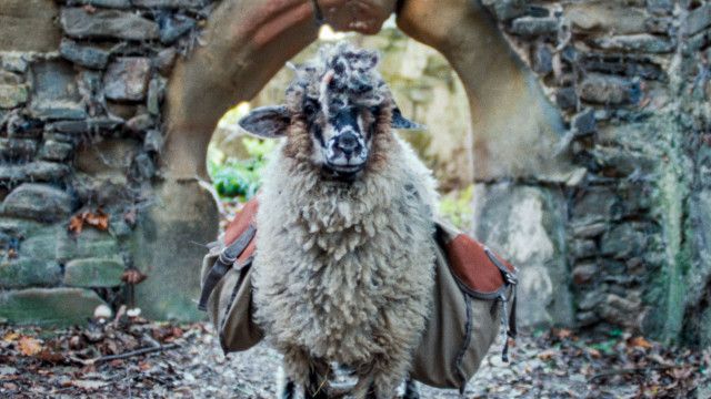 Sheep (4/5): Sardinien