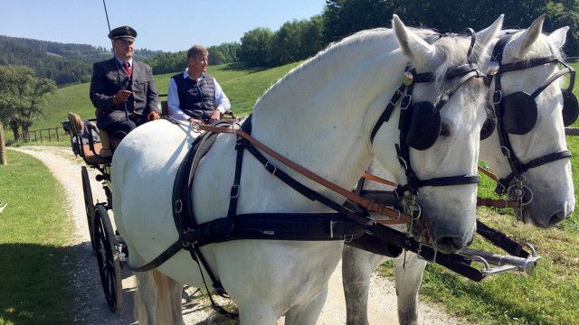 Aus dem Rahmen: Die Wiener Lipizzaner