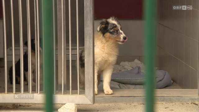 Kärnten heute vom 01.04.2026