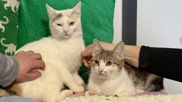 Tierische Augenblicke
