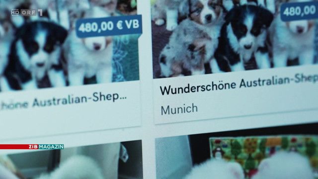 ZIB Magazin: Betrug mit vermeintlichen Welpen-Inseraten
