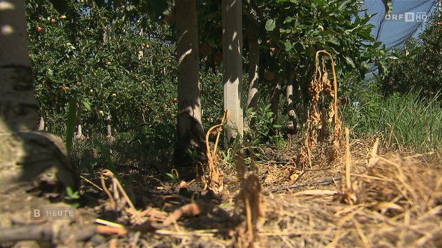 Burgenland heute vom 15.08.2026
