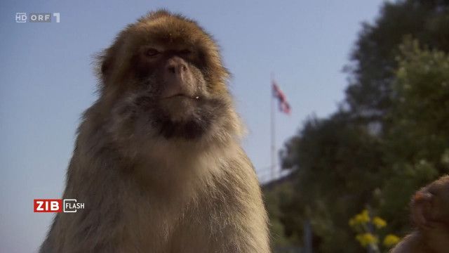 ZIB Flash 1 vom 23.04.2026