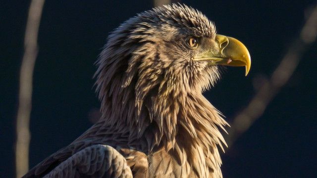 Universum: Serbien - Europas verborgenes Naturparadies