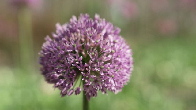 StoryZoo Abenteuer: Abenteuer im Blumenpark - Zierlauch