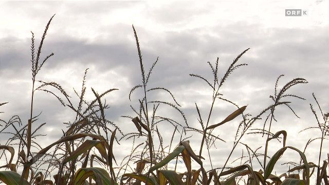 Kärnten heute vom 11.10.2026