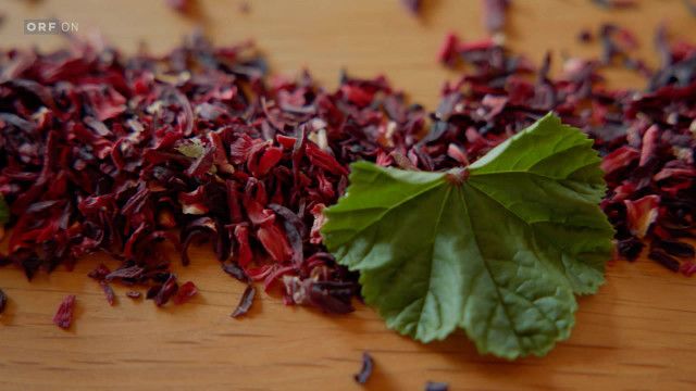 Bewusst Gesund - Das Magazin vom 20.06.2026