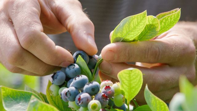 Dok 1: Heidelbeere gegen Avocado - Unser Superfood