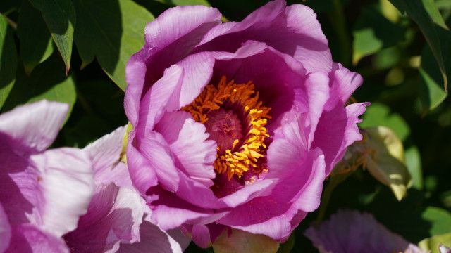 Natur im Garten vom 17.05.2026
