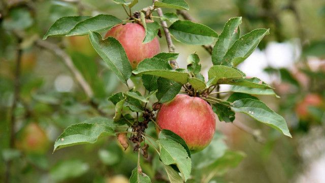 Äpfel - Paradiesische Versuchung