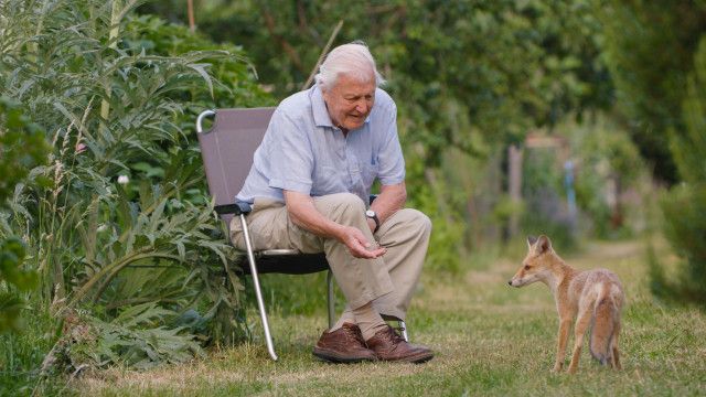 Universum: Wildes London - mit Sir David Attenborough