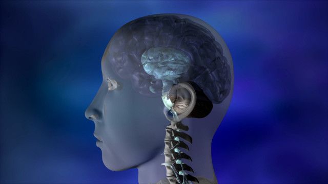 treffpunkt medizin: Das Wunder Gehirn