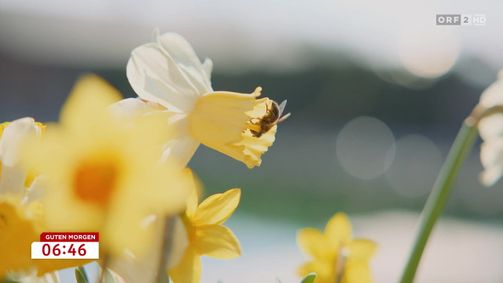 Guten Morgen Österreich 06:30 Guten Morgen Österreich 06:30 Folge 292: Guten Morgen Österreich vom 20.04.2026