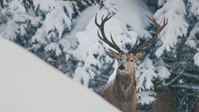 Universum: Sanfte Berge, wilde Moore - Das Alpenvorland