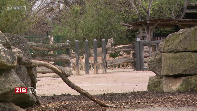 ZIB Flash 3 vom 31.03.2026