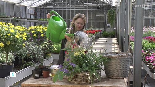 infos & tipps infos & tipps Folge 533: Infos & Tipps: Sommerbepflanzung