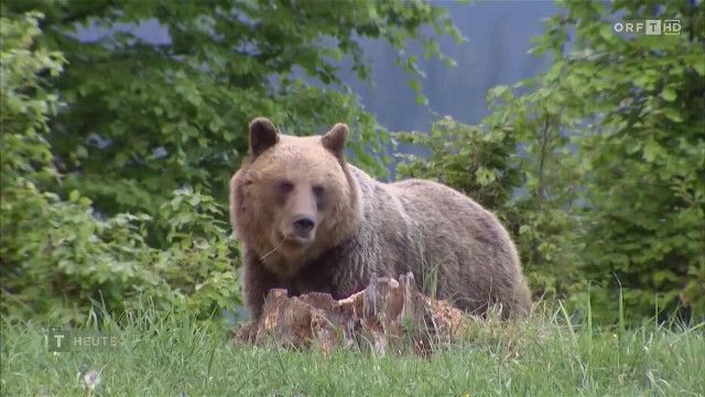 Tirol heute vom 01.10.2026