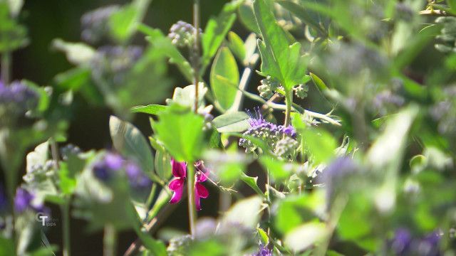 Gartentipp vom 18.09.2026