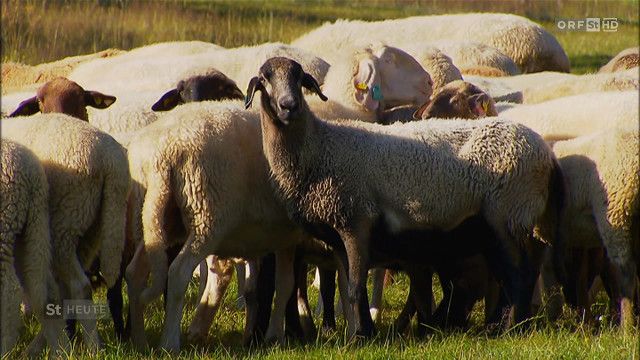 Steiermark heute vom 13.07.2026
