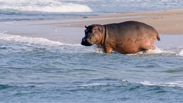 Universum: Surfing Hippos - Der Strand der Dschungeltiere