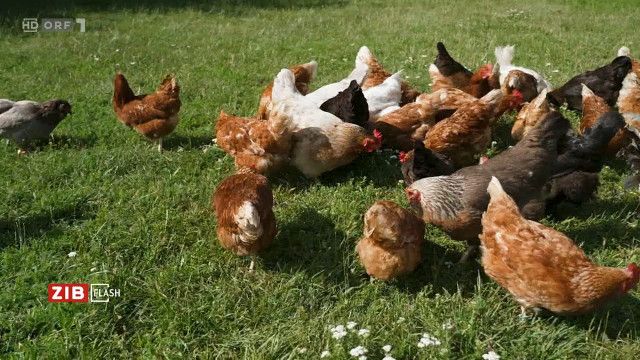 ZIB Flash 2 vom 03.04.2026