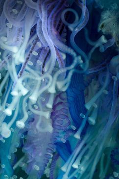 Universum