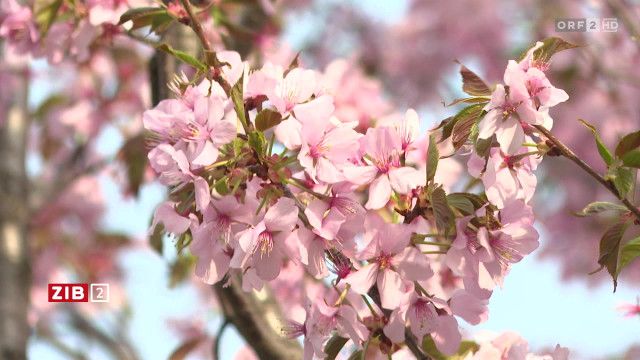 ZIB 2 vom 24.03.2026