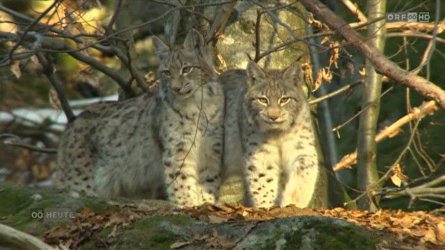 Oberösterreich heute vom 06.04.2026