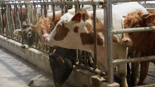 Österreich-Bild Österreich-Bild Folge 170: Österreich-Bild: Landwirtschaft 4.0 - Zwischen Tradition und Moderne