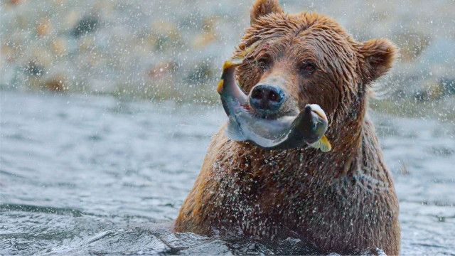 Universum: Der Superfisch - Wie der Lachs die Welt bewegt