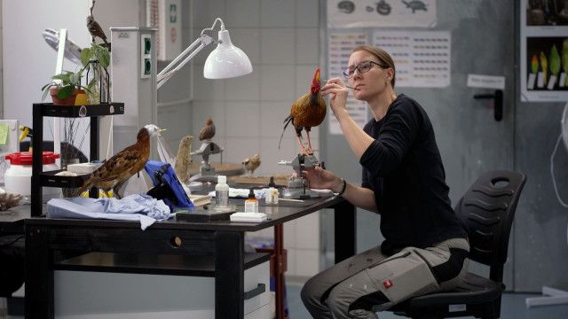 Erlebnis Österreich: Frauen. Forschen. Sammeln - 150 Jahre Naturhistorisches Museum