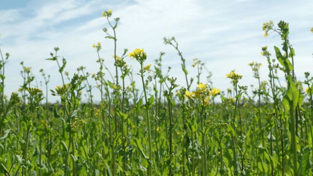 Bio - die Lösung für wirklich alles?