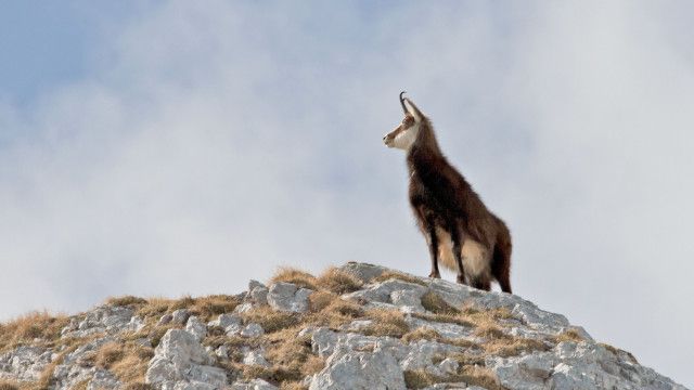 Schladminger Bergwelten (1/2): Von Gipfeln und Gämsen