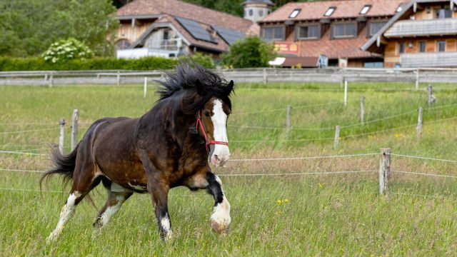 Erlebnis Österreich: Eine Zuflucht für Tiere - Gut Aiderbichl
