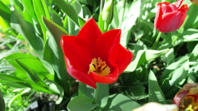 StoryZoo Abenteuer: Abenteuer im Blumenpark - Tulpen