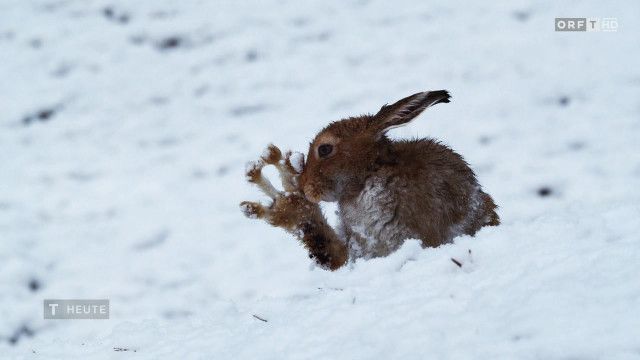 Tirol heute vom 28.03.2026