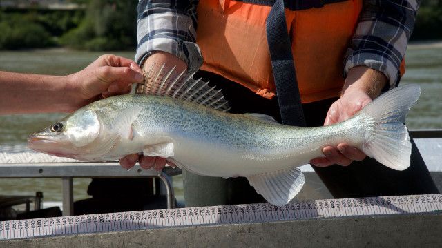 Aufgetischt vor 10: Die Donau in Oberösterreich