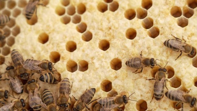 Grüße aus der Küche: Stadthonig / Wien