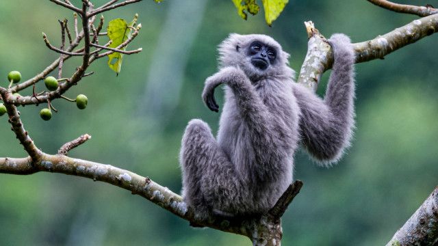 Universum: Java & Bali - Paradies im Bann der Elemente