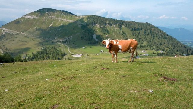 Auf Schritt und Tratt - Die Almenwelt rund um den Salzburger Trattberg