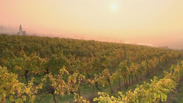 Weinviertel - Weites Land