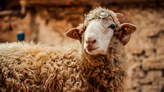 Trailer: "Sheep"